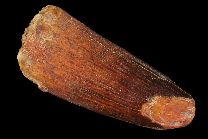 Real Spinosaurus Tooth - Feeding Worn Tip #98225